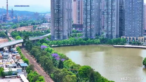 云南安寧市藍花楹 安寧市航拍 趕緊來看藍花楹 在云南的中部